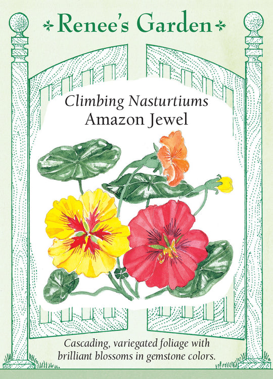 Nasturtium Amazon Jewel - Renee's Garden