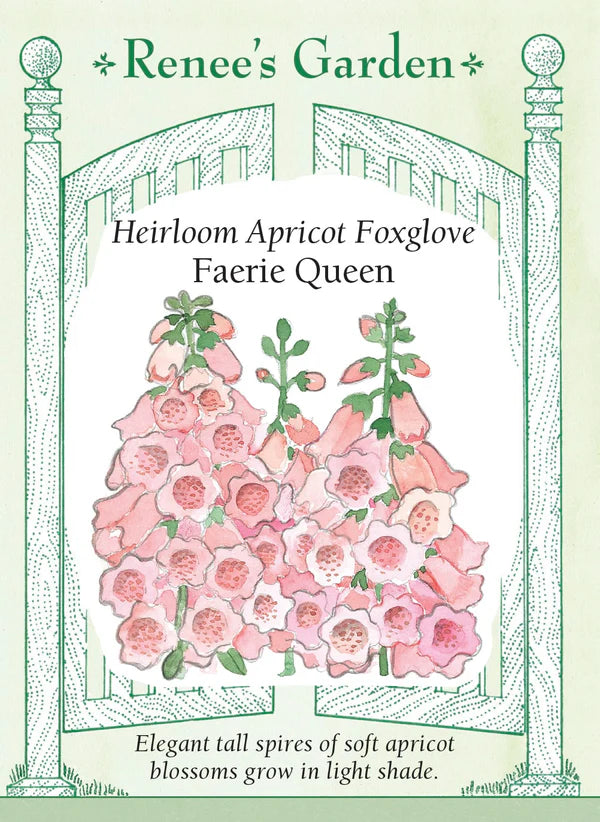 Foxglove Faerie Queen - Renee's Garden
