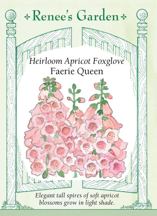 Foxglove Faerie Queen - Renee's Garden