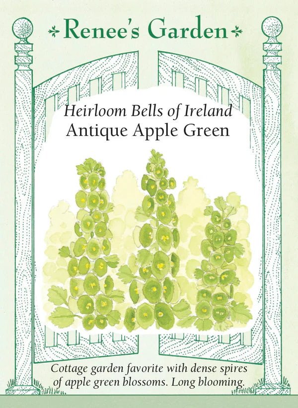 Bells of Ireland Antique Apple Green - Renee's Garden