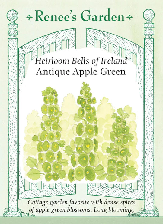 Bells of Ireland Antique Apple Green - Renee's Garden
