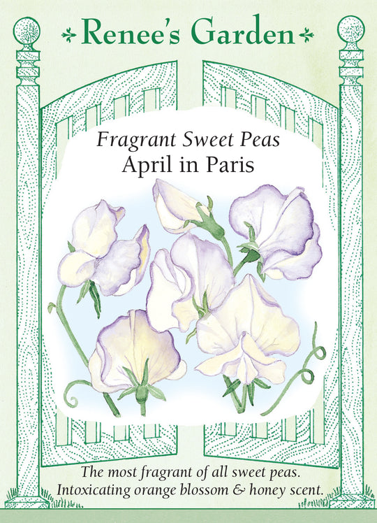 Sweet Pea April in Paris - Renee's Garden