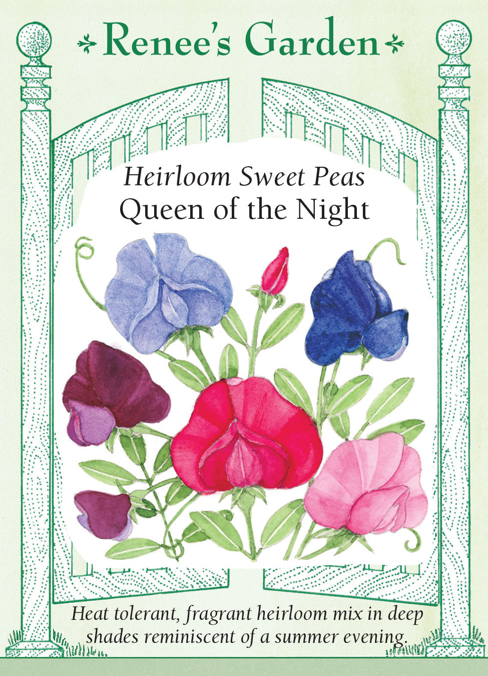Sweet Pea Queen of Night - Renee's Garden