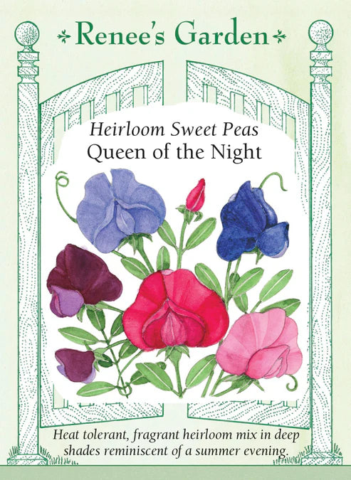Sweet Pea Queen of Night - Renee's Garden