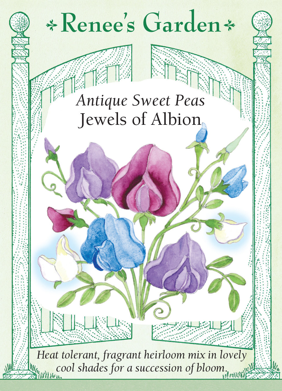 Sweet Pea Jewels of Albion - Renee's Garden