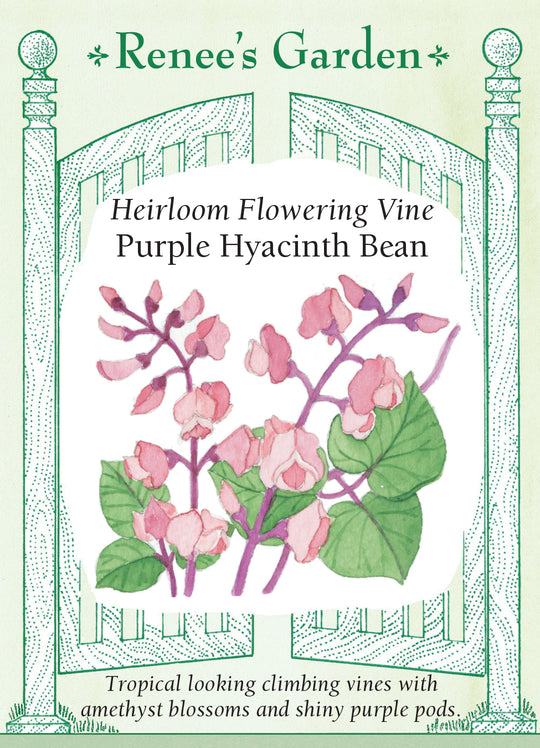 Flowering Purple Hyacinth Bean - Renee's Garden