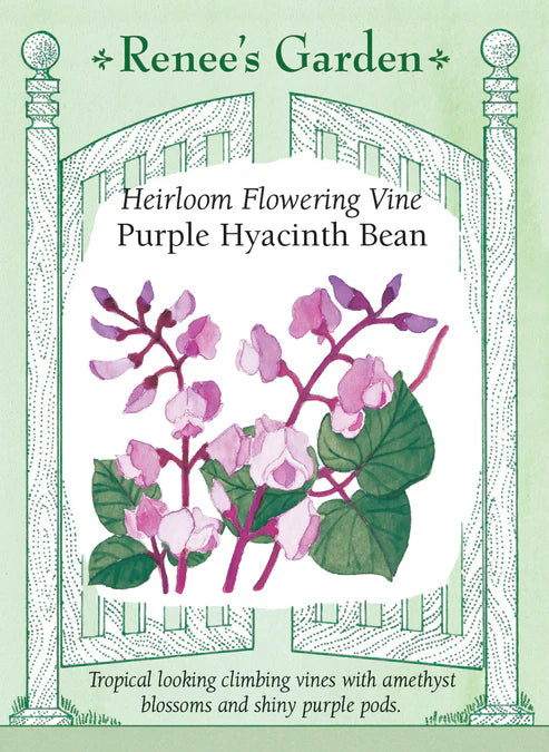 Flowering Purple Hyacinth Bean - Renee's Garden