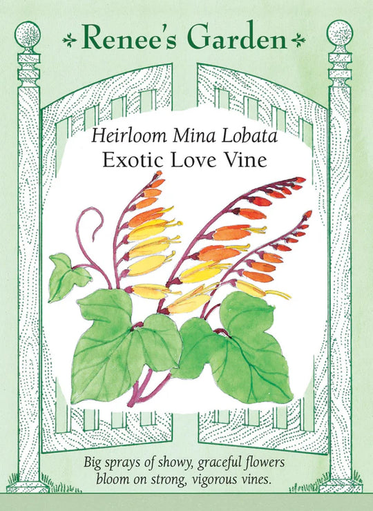 Mina Lobata Exotic Love Vine - Renee's Garden