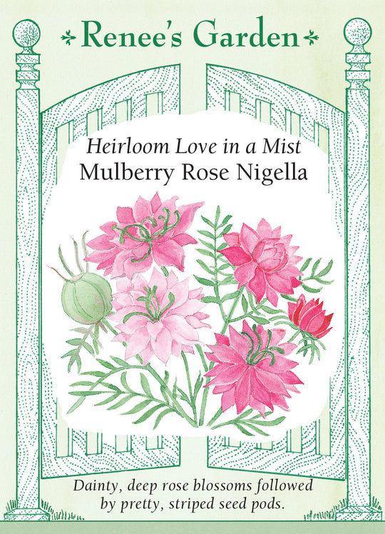 Nigella Mulberry Rose - Renee's Garden