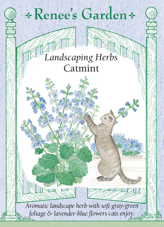 Catmint - Renee's Garden