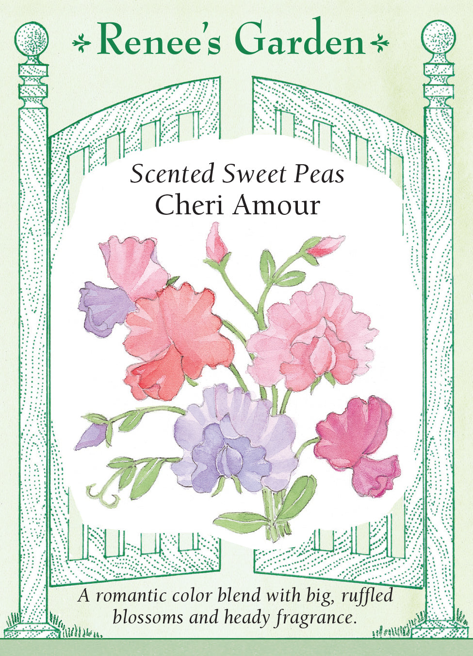 Sweet Pea Cheri Amour - Renee's Garden