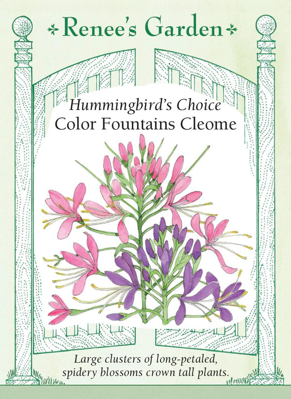 Cleome Color Fountains - Renee's Garden