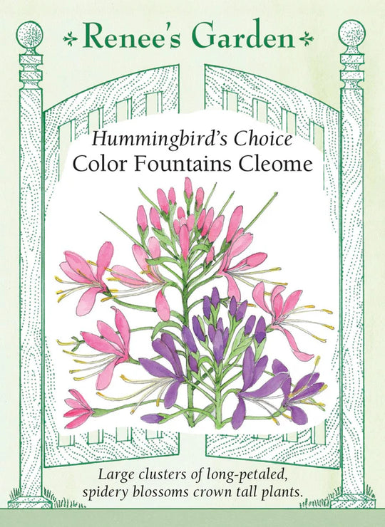 Cleome Color Fountains - Renee's Garden