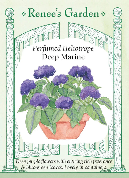 Heliotrope Deep Marine - Renee's Garden
