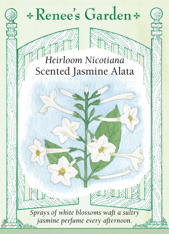 Nicotiana Jasmine Alata - Renee's Garden