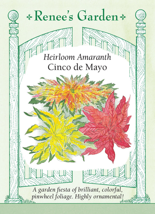 Amaranth Cinco de Mayo - Renee's Garden