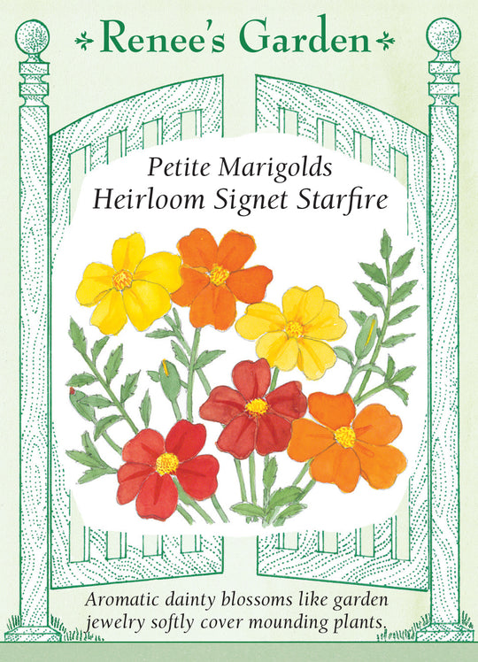 Marigold Heirloom Signet Starfire - Renee's Garden