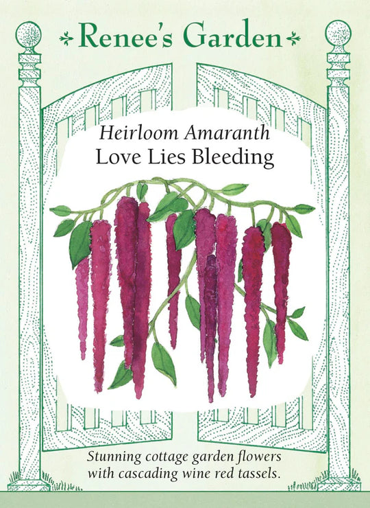 Amaranth Love Lies Bleeding - Renee's Garden