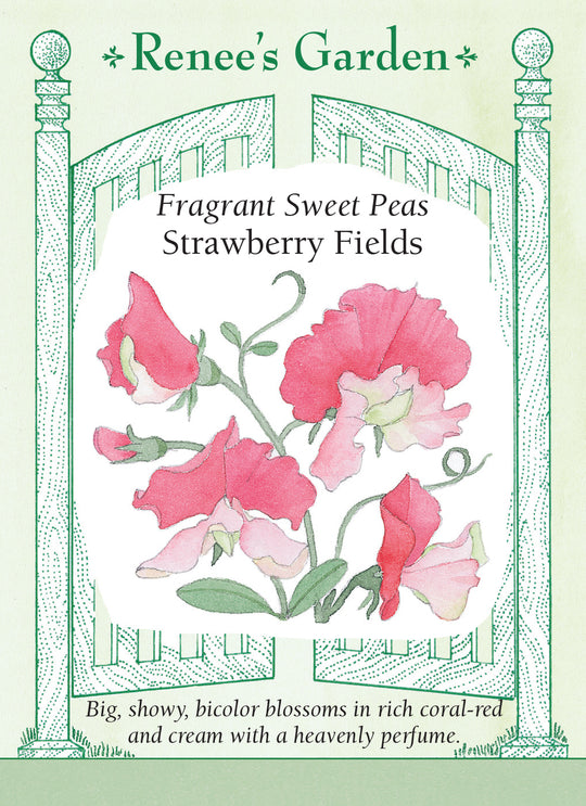 Sweet Pea Strawberry Fields - Renee's Garden