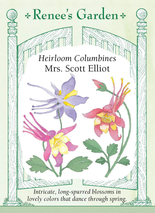 Columbine Mrs. Scott Elliot - Renee's Garden