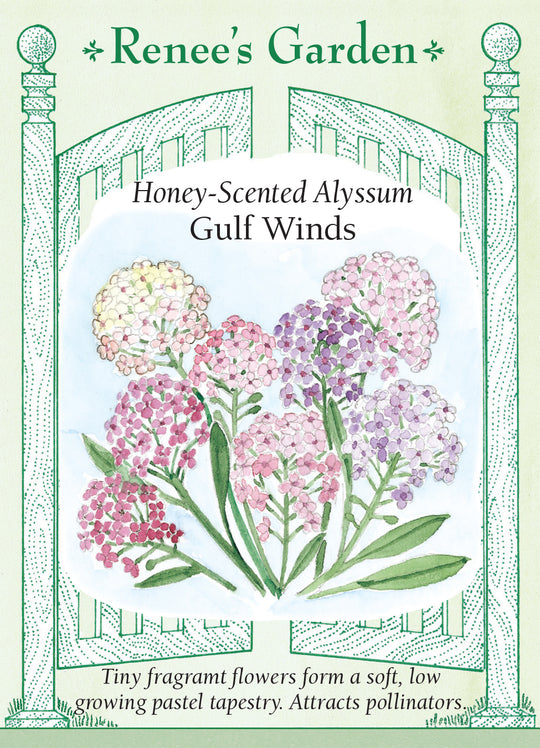 Alyssum Gulf Winds - Renee's Garden
