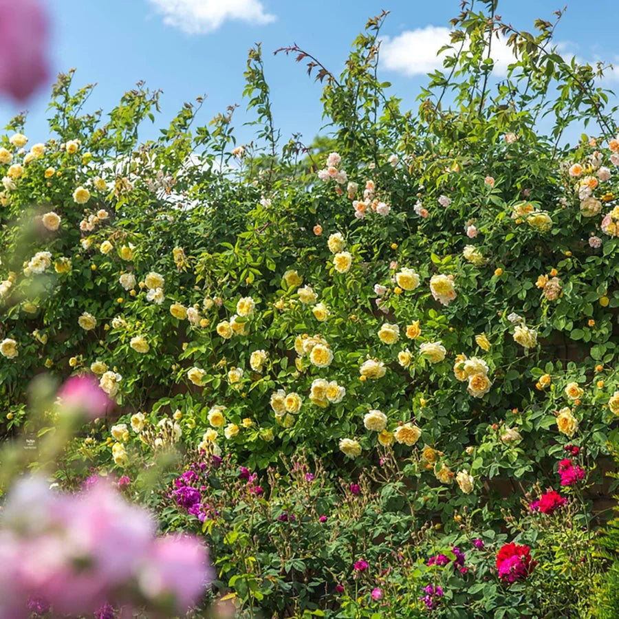The Pilgrim - David Austin Rose