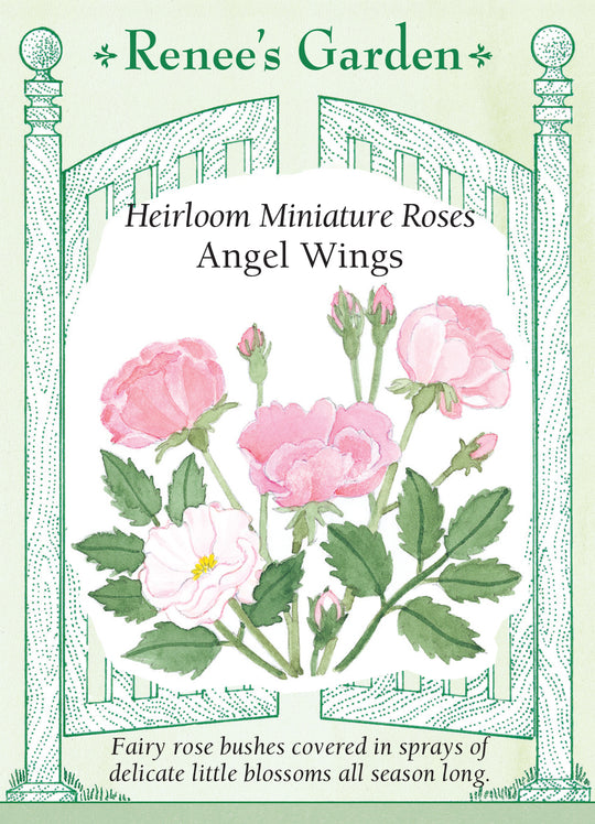 Rose Angel Wings - Renee's Garden