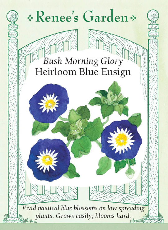 Morning Glory Heirloom Blue Ensign - Renee's Garden