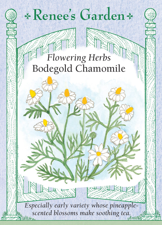 Chamomile Bodegold - Renee's Garden