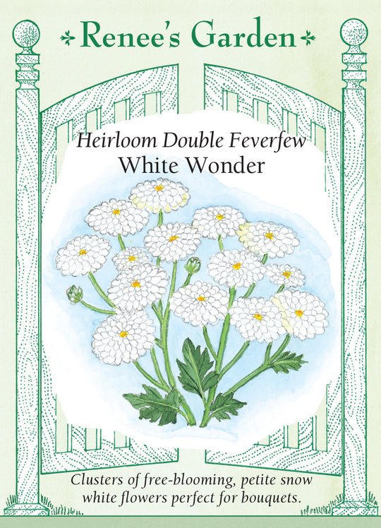Feverfew White Wonder - Renee's Garden