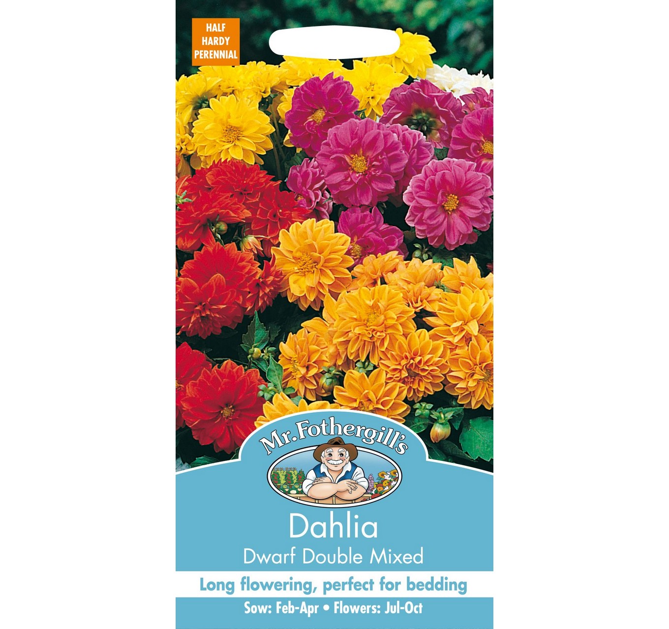 Dahlia Dwarf Double Mixed - Mr. Fothergill's Seeds