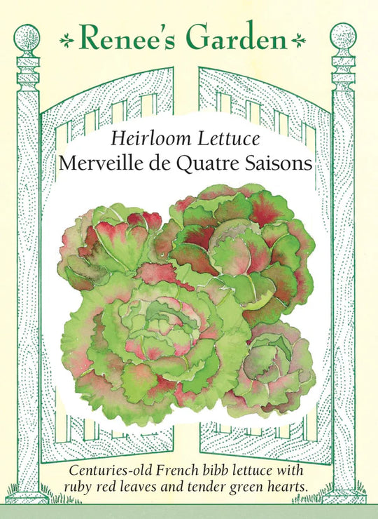 Lettuce Merveille De Quatre Saisons - Renee`s Garden