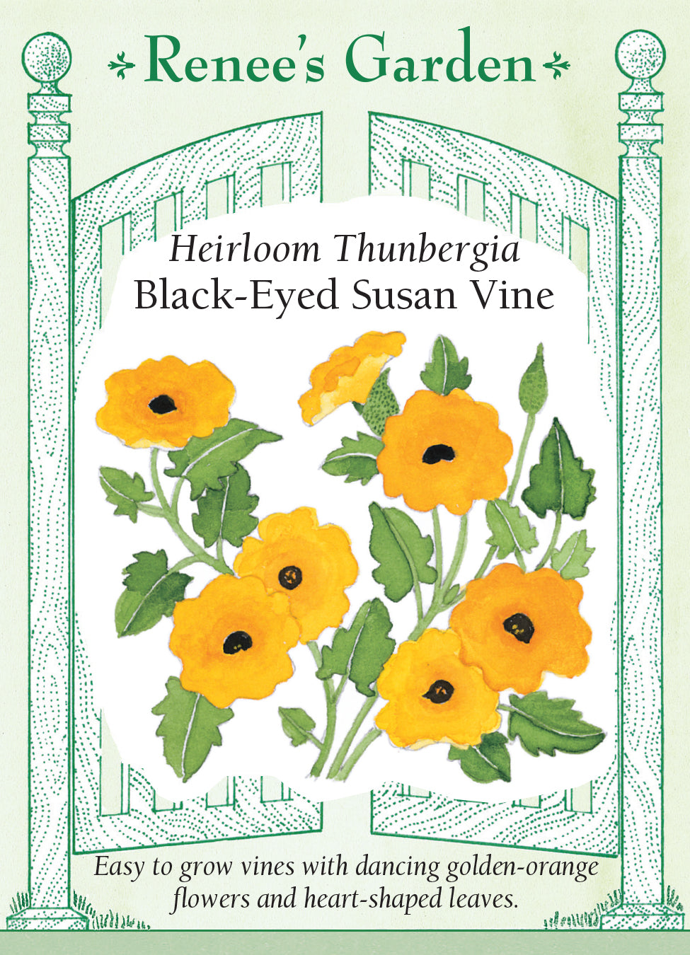 Thunbergia Black-Eyed Susan Vine - Renee's Garden