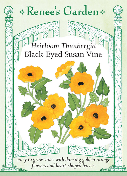 Thunbergia Black-Eyed Susan Vine - Renee's Garden