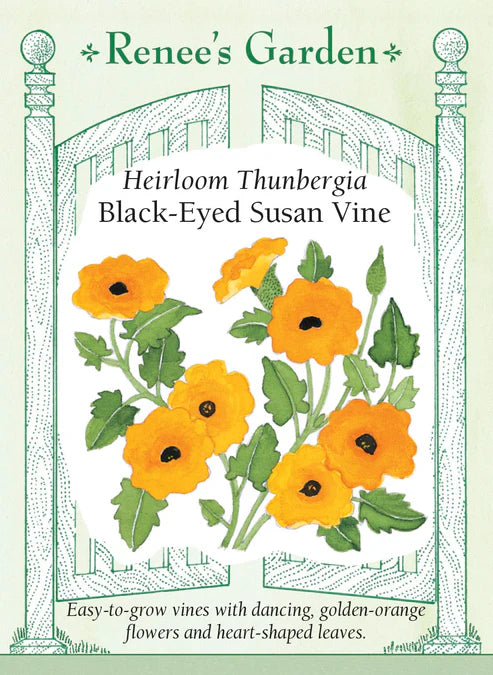 Thunbergia Black-Eyed Susan Vine - Renee's Garden