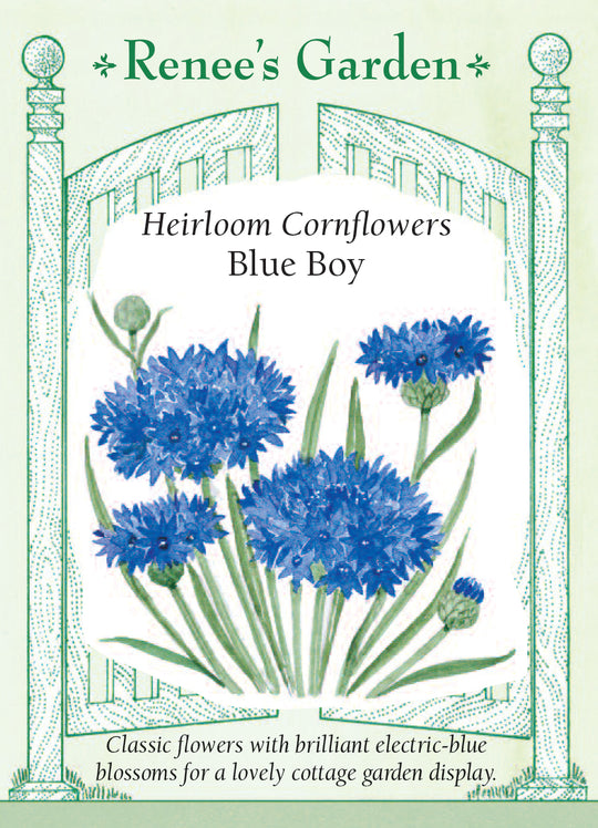Cornflowers Blue Boy - Renee's Garden