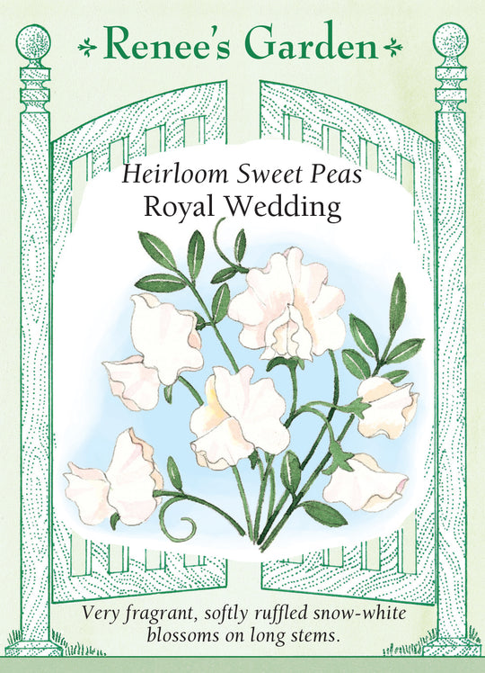 Sweet Pea Royal Wedding - Renee's Garden