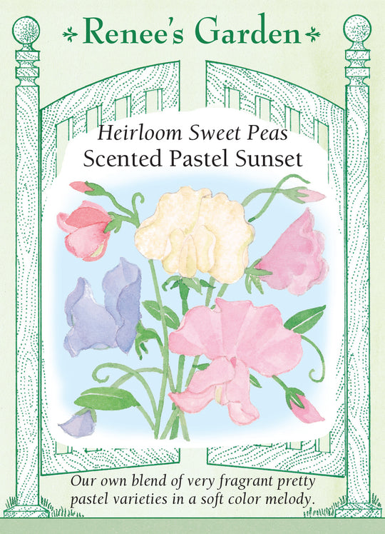 Sweet Pea Scented Pastel Sunset - Renee's Garden