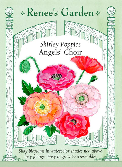 Poppy Angels' Choir - Renee's Garden
