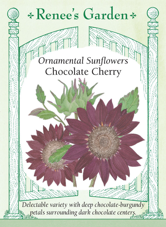 Sunflower Chocolate Cherry - Renee's Garden
