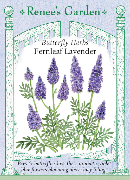 Lavender Fernleaf - Renee's Garden