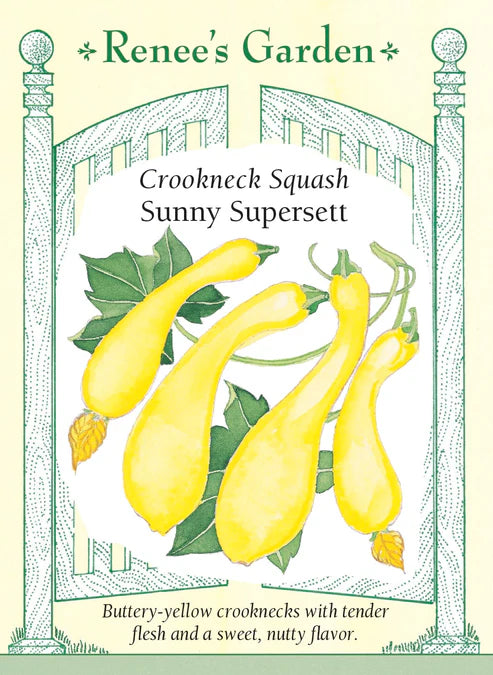 Squash Sunny Supersett - Renee's Garden