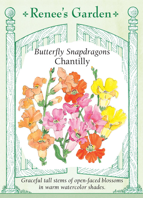 Snapdragons Chantilly - Renee's Garden