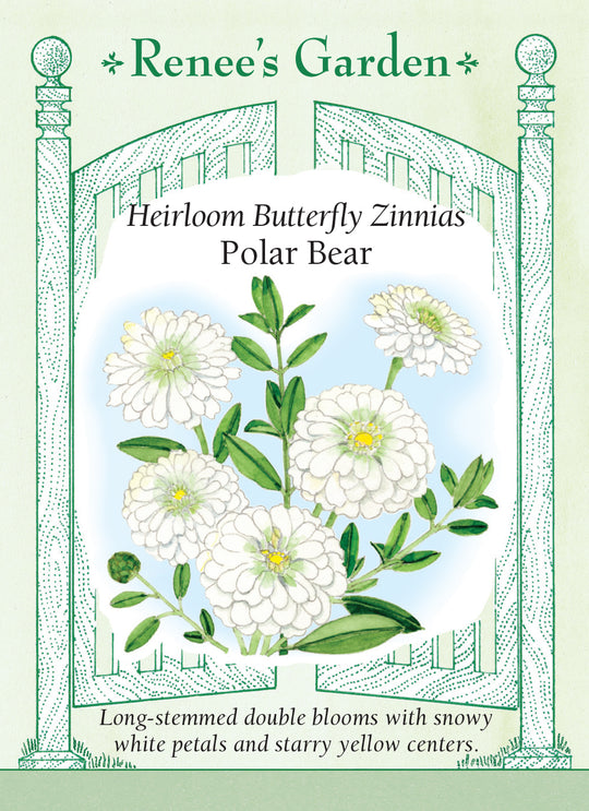 Zinnia Polar Bear - Renee's Garden