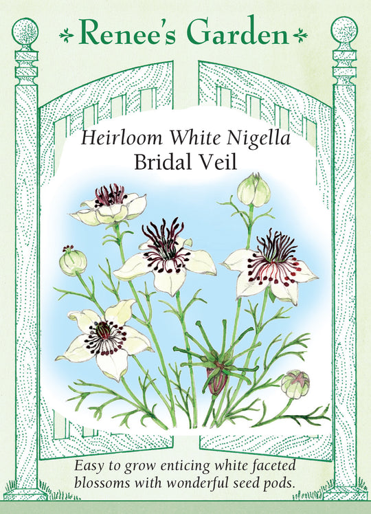 Nigella Bridal Veil - Renee's Garden