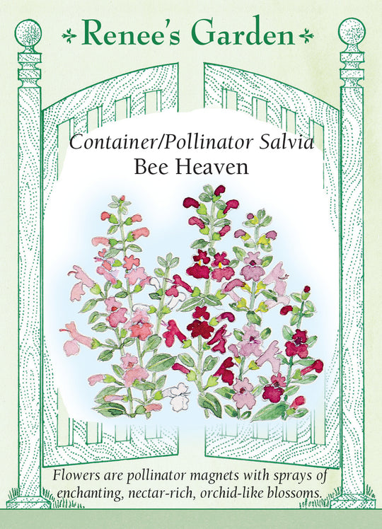Salvia Bee Heaven - Renee's Garden