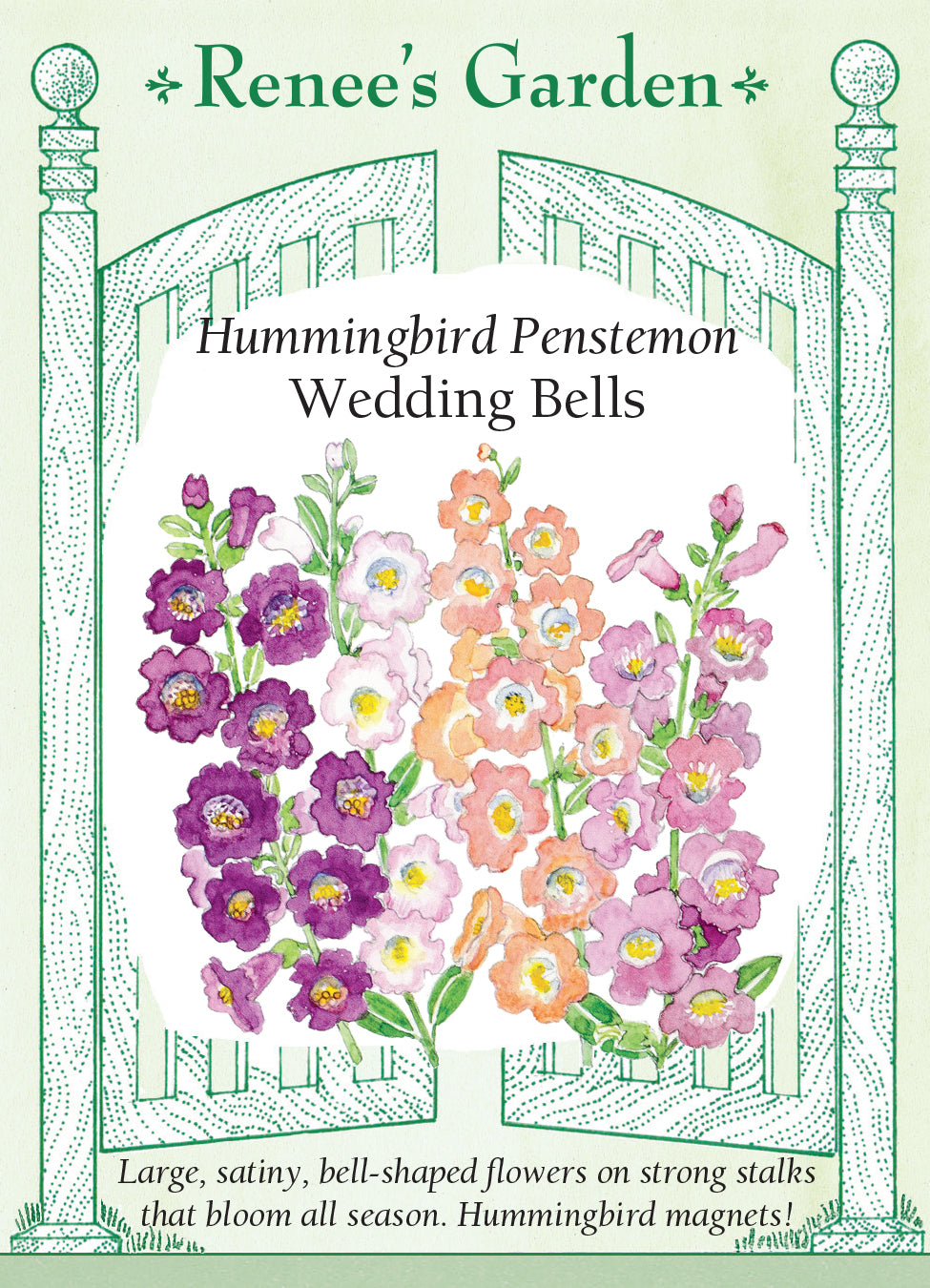 Penstemon Wedding Bells - Renee's Garden