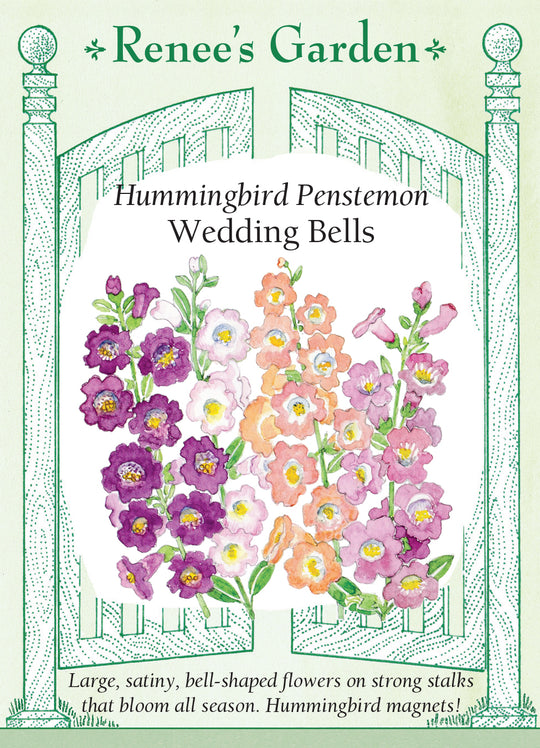 Penstemon Wedding Bells - Renee's Garden