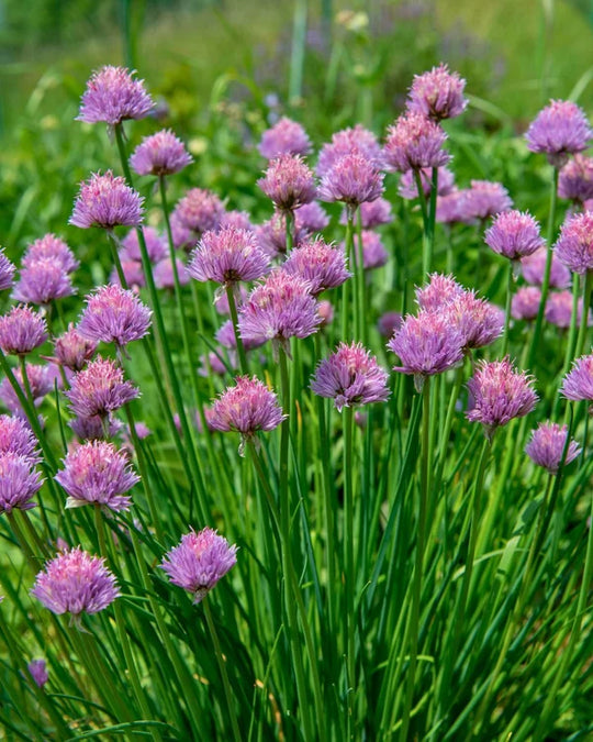 Herb Chives Fine Leaf - Renee's Garden