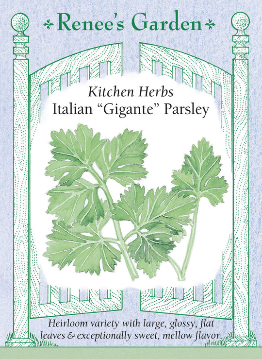 Parsley Italian “Gigante” - Renee's Garden
